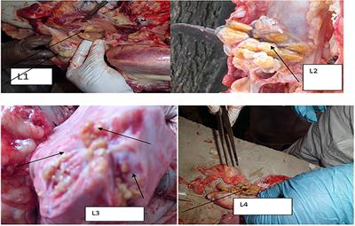 Pathology of Bovine Tuberculosis in Three Breeds of Dairy Cattle and Spoligotyping of the Causative Mycobacteria in Ethiopia